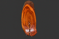 Tranche de bois artisanale de merisier de 54 cm x 17 cm / WoolWood Dream